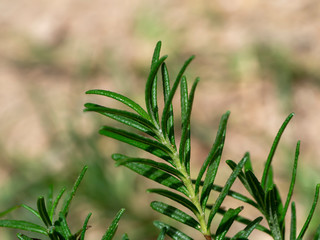 Close up of Rosemary plant with blur background.