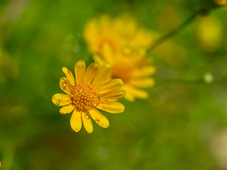 Close up Dahlberg daisy flower