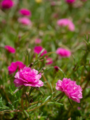 Close up of Portulaca flower.