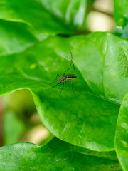 Close-up of a mosquito on green leaves.