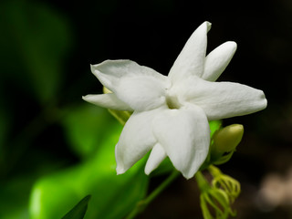 5,767 Gardenia Nature Wall Murals - Canvas Prints - Stickers 