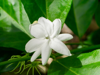 Obraz na płótnie Canvas Close up of white jasmine flower in dark background.