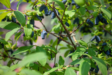 Maibeere - Lonicera caerulea