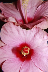Macro Close-up of pink hibiscus blossom on dark or black background.