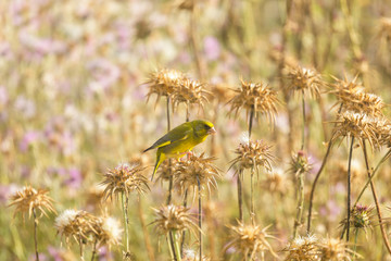 Bird watching