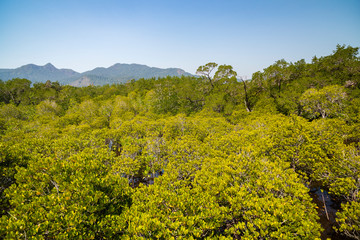 Mangrove forest on Koh Chang island, Thailand.