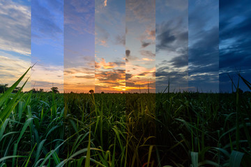 Different shade color of sugarcane field in sunset time - obrazy, fototapety, plakaty
