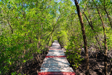 Wooden bridge through the thickets of mangroves.