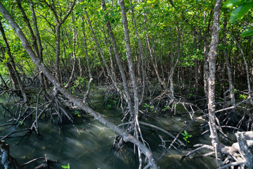 Lumnitzera littorea is a genus of evergreens. Thailand, Koh Chang island.