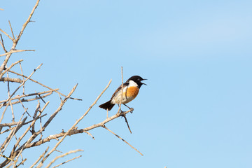 Bird watching