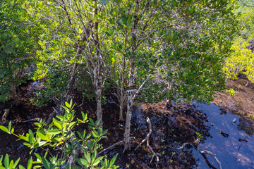 Lumnitzera littorea is a genus of evergreens. Thailand, Koh Chang island.