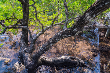 Lumnitzera littorea is a genus of evergreens. Thailand, Koh Chang island.