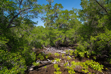 Lumnitzera littorea is a genus of evergreens. Thailand, Koh Chang island.