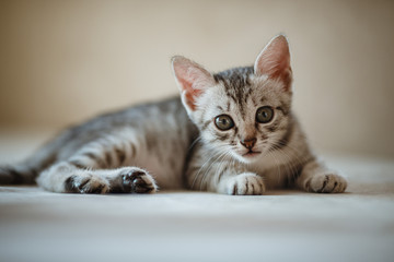 Naklejka premium One month old cute silver tabby kitten