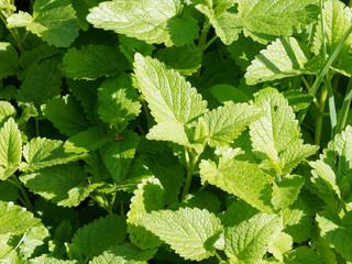 Feuilles vertes de la mélisse officinale (Melissa officinalis)