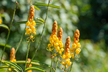Cassia alata flower close-up with natural light.