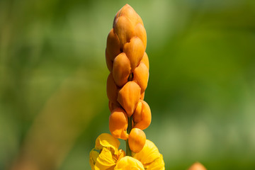 Cassia alata flower close-up with natural light.