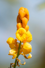 Cassia alata flower close-up with natural light.