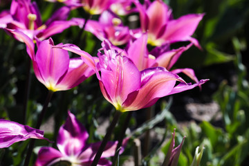 Fototapeta premium Beautiful bouquet of tulips nature background.