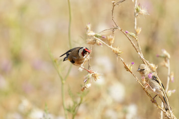 Bird watching