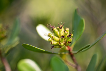 Fototapeta na wymiar Evergreen tree flower Lumnitzera littorea close up.