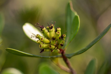 Evergreen tree flower Lumnitzera littorea close up.