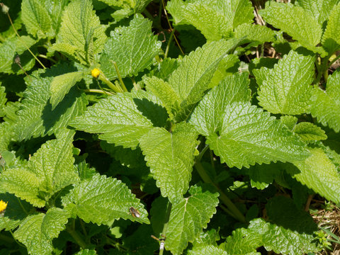 Melissa officinalis - Feuilles vertes au parfum citronn&eacute; de la m&eacute;lisse officinale 