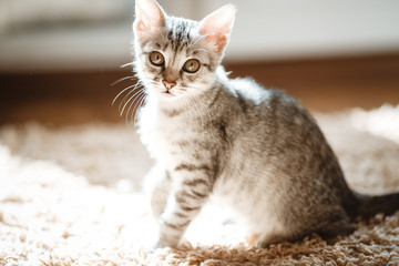 The cat lying on house with nice background color