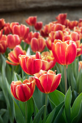 orange tulips flower
