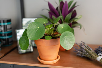 Pilea peperomioides. Chinese money plant or pancake plant. Young Pilea in brown ceramic pot on wooden table against a gray background. Trendy interior design and decoration.