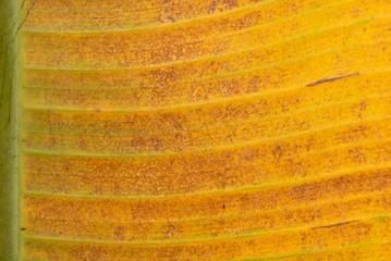 Texture of green palm leaf closeup