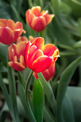 Naklejka premium orange tulips flower
