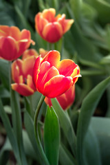orange tulips flower