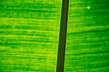 Texture of green palm leaf close-up