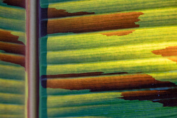 Green leaf texture with a dried area.