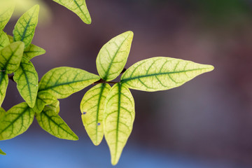 Light green leaves of a Wrightia religiosa plant close up.