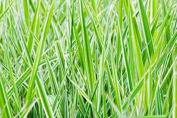 Naklejka premium Green and white Phalaris arundinacea leaves, also known as reed canary grass and gardener's garters, growing in a park at the beginning of spring, in Kiev, Ukraine