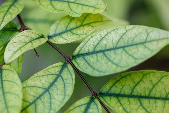Light green leaves of a Wrightia religiosa plant close up.
