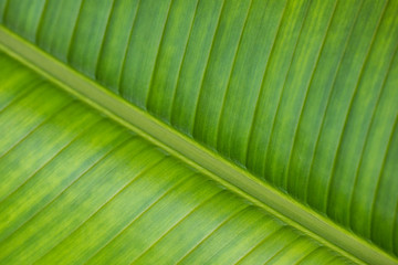Texture of green leaf close-up.