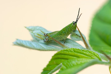 Green grasshopper on a leaf.