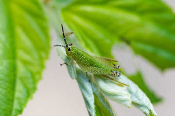 Green grasshopper on a leaf.