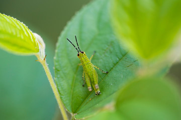 Green grasshopper on a leaf.