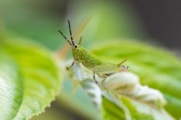 Green grasshopper on a leaf.