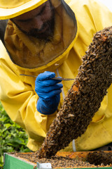 beekeeper at work