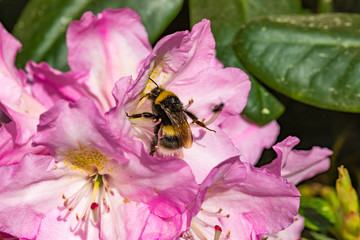 Rhododendrons in a botanical garden in Latvia