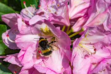 Rhododendrons in a botanical garden in Latvia