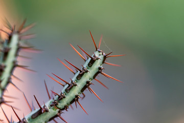 Cactus needles close up