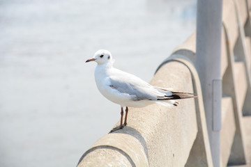 Obraz premium seagull on pier