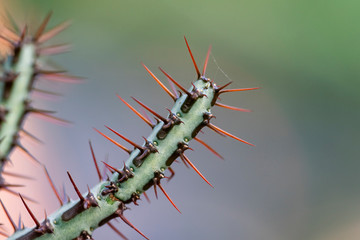 Cactus needles close up