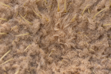 Cactus needles close up